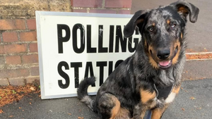 Municipales 2026 : peut-on aller voter avec son chien ?