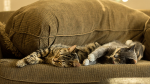 A deux c’est mieux : 7 bonnes raisons d’adopter deux chats (ou plus !)