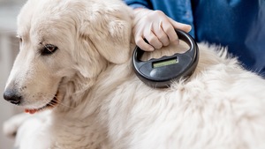 L’identification des chiens et chats en France : obligations légales, utilité et démarches en 2026