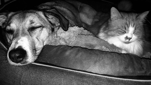 Comme chien et chat ! une histoire d’amour : témoignage