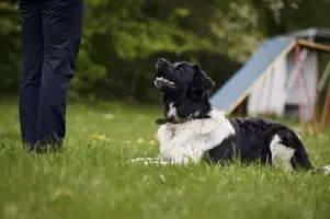 Comment devenir comportementaliste canin ?