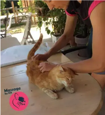 Le massage animalier : à quoi ça sert?