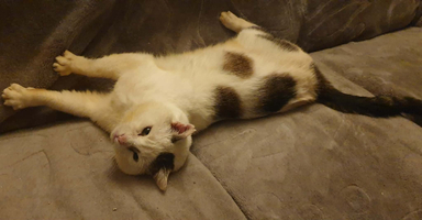 Adopter  chat : Chouchou