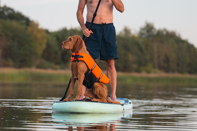 Les bénéfices du stand up paddle avec son chien