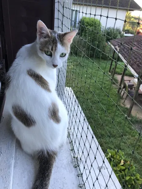 DIY : pose d’un filet de protection renforcé pour fenêtre