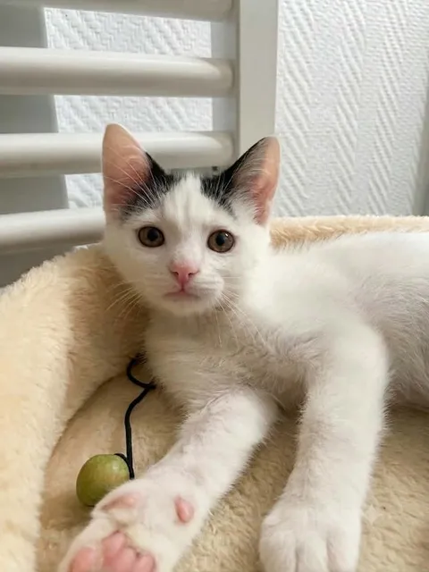 Adopter Apache