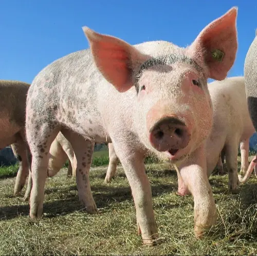 Tout savoir sur le cochon avant de se lancer dans l’adoption
