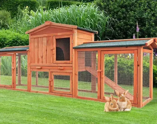 Mon Lapin nain peut-il vivre dehors ?