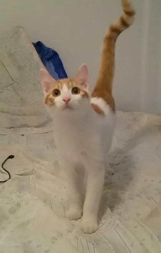 Au bonheur des chats : le neko café solidaire