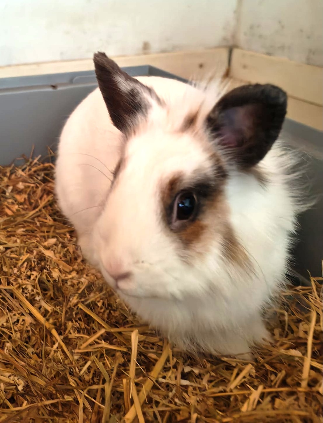 Adopter Floccon