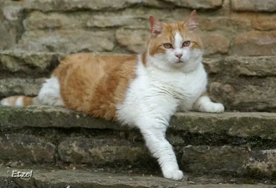 Le t&eacute;moignage de Laurine qui a adopt&eacute; Nestor un chat Senior