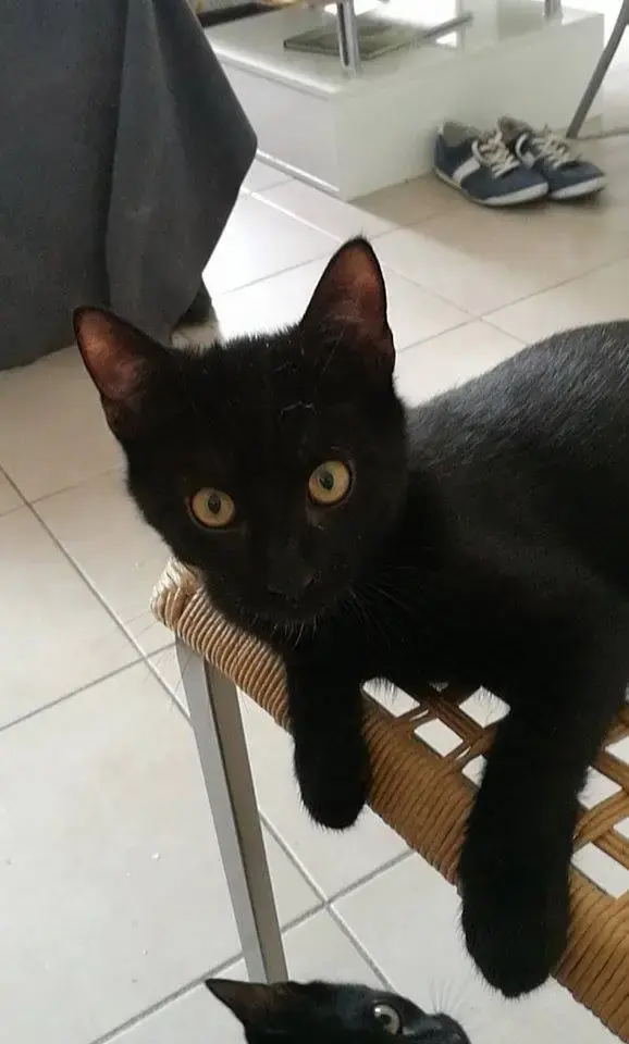 Au bonheur des chats : le neko café solidaire