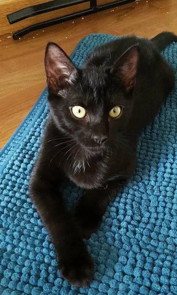 Au bonheur des chats : le neko café solidaire