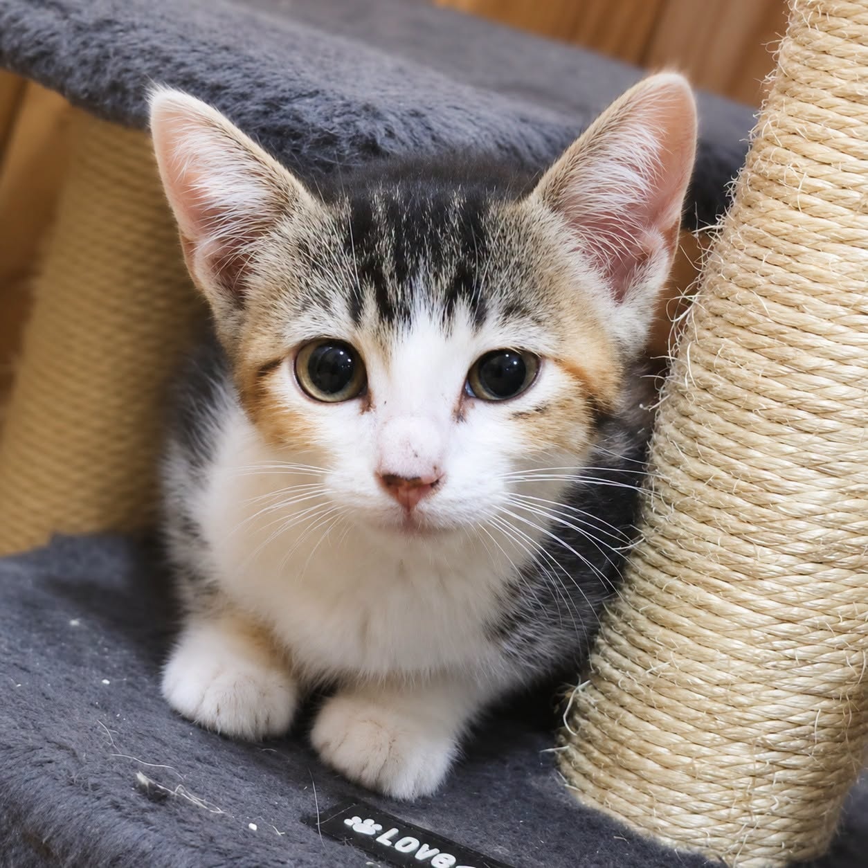 Adopter TIGRESSE