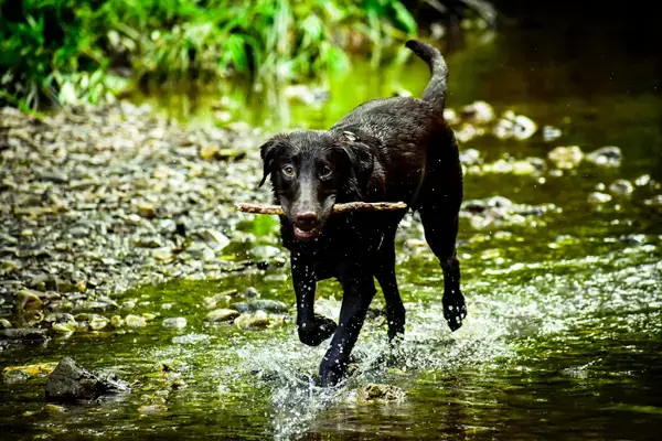 Cyanobactéries et baignade : quel danger pour le chien ?