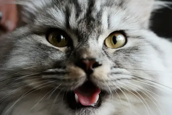 Découverte d’un traitement anti-viral prometteur contre la PIF du chat !