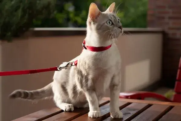 Sortir son chat en harnais : la fausse bonne idée