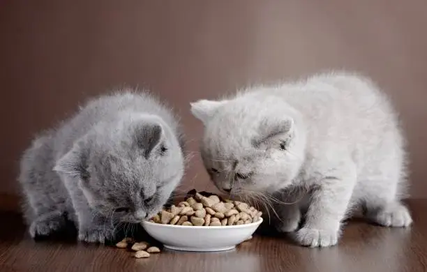 La race d’un chat a-t-elle une influence sur son alimentation ?