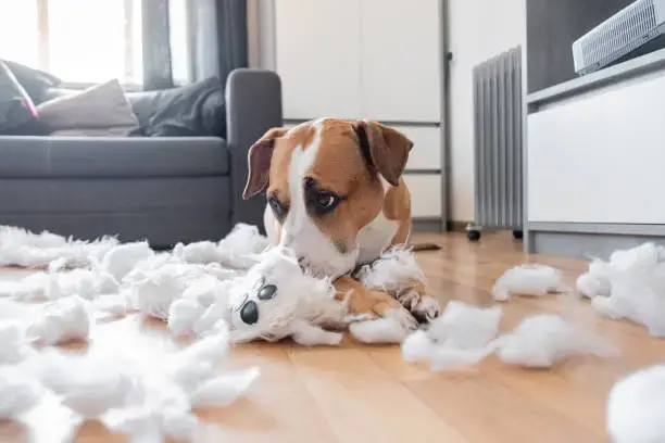 Comment occuper mon chien au quotidien ?