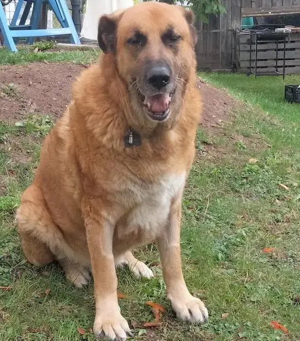 Adoption de Beethoven puis de Sali &agrave; 5 mois d&rsquo;intervalle&nbsp;!