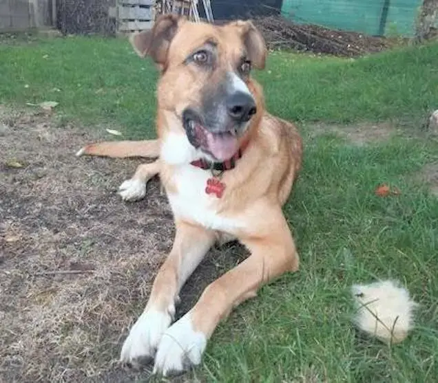 Adoption de Beethoven puis de Sali &agrave; 5 mois d&rsquo;intervalle&nbsp;!