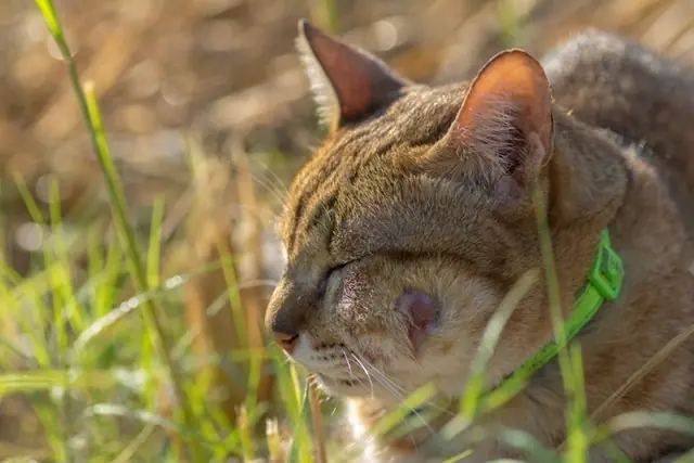 Bagarre : comment détecter l’abcès chez le chat ?