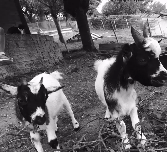 Adopter une chèvre : tout savoir avant de se décider