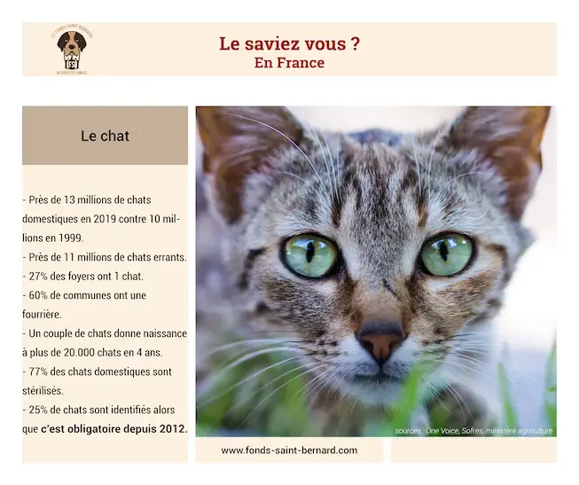 Qu’est-ce qu’un chat libre ?