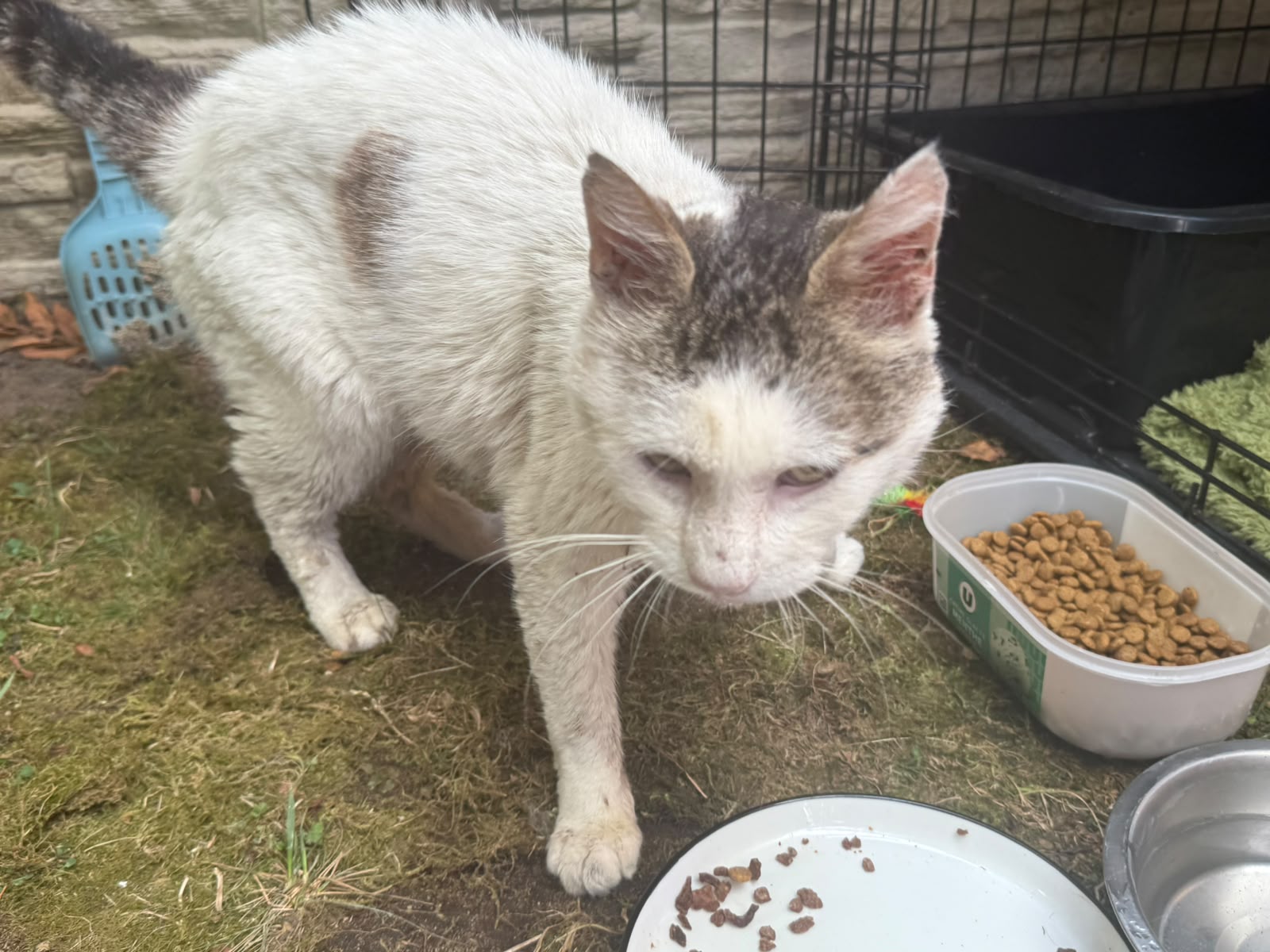 Adopter Marco