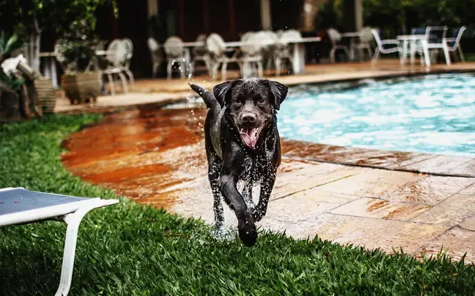 Canicule : 10 astuces pour rafraîchir son animal