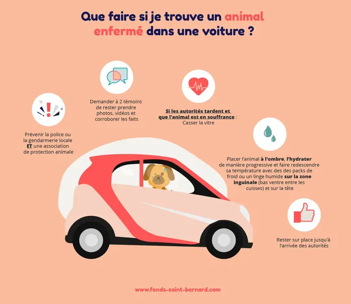 https://www.fonds-saint-bernard.com/imgs/700/0/3af627e965_que-faire-si-je-trouve-un-animal-enferme-dans-une-voiture.webp