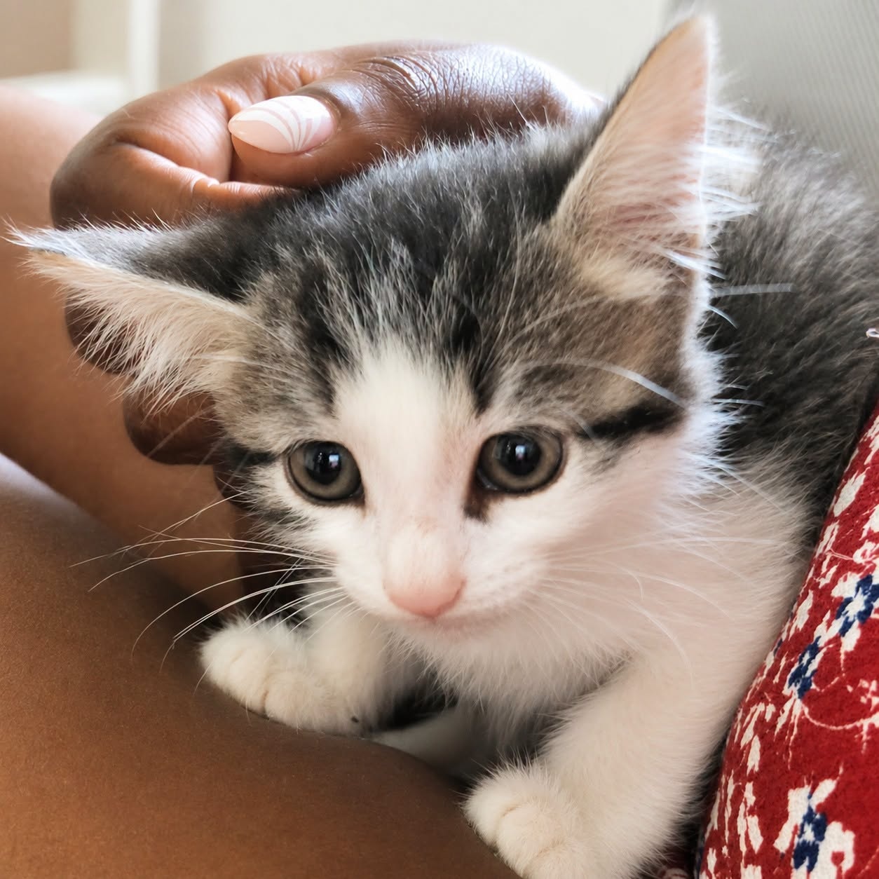 Adopter TIGRESSE