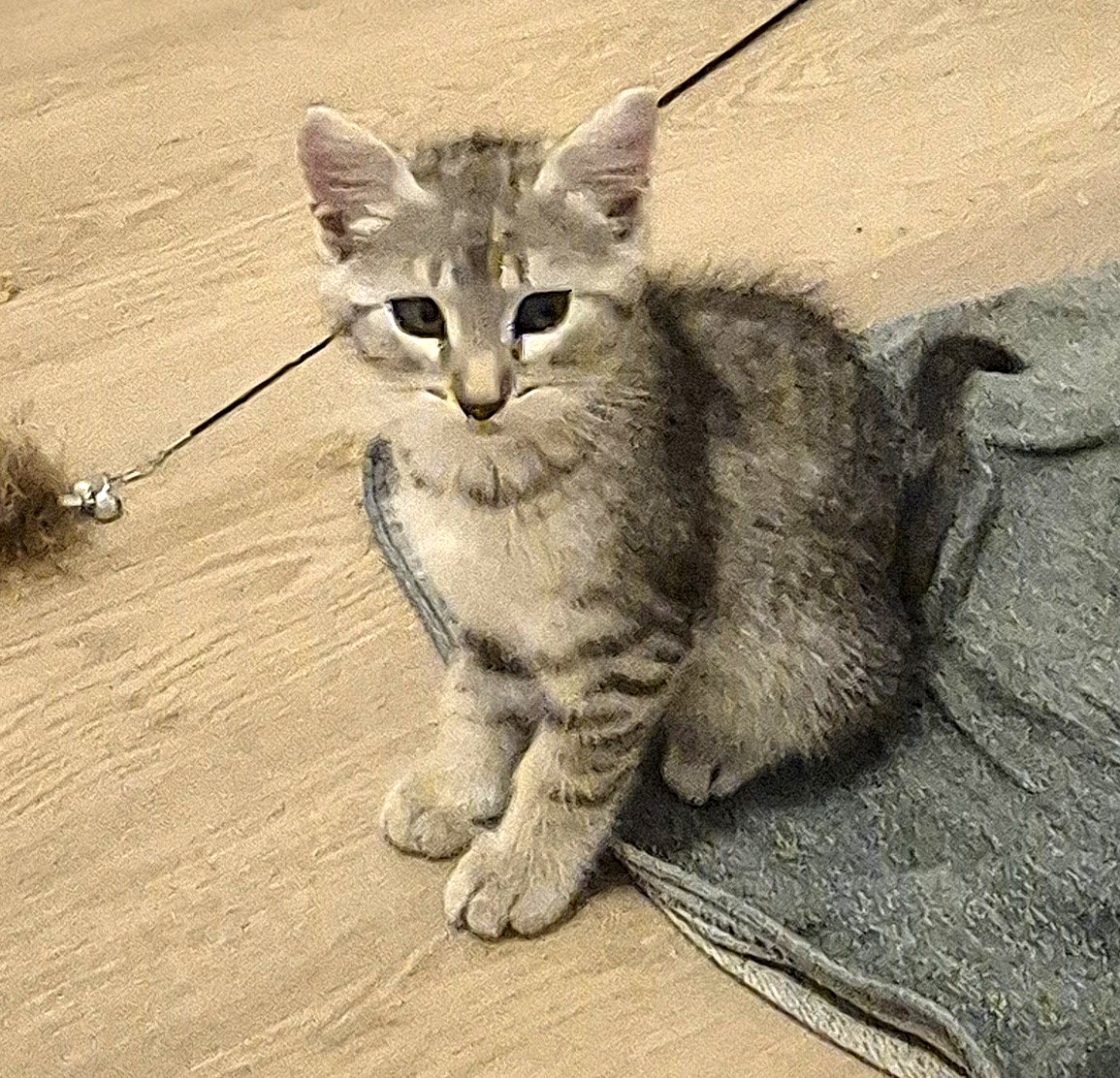 Adoption Milox