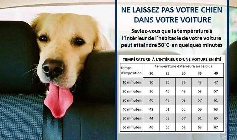 Chaleur : que faire si je trouve un animal enfermé dans une voiture en plein soleil ?