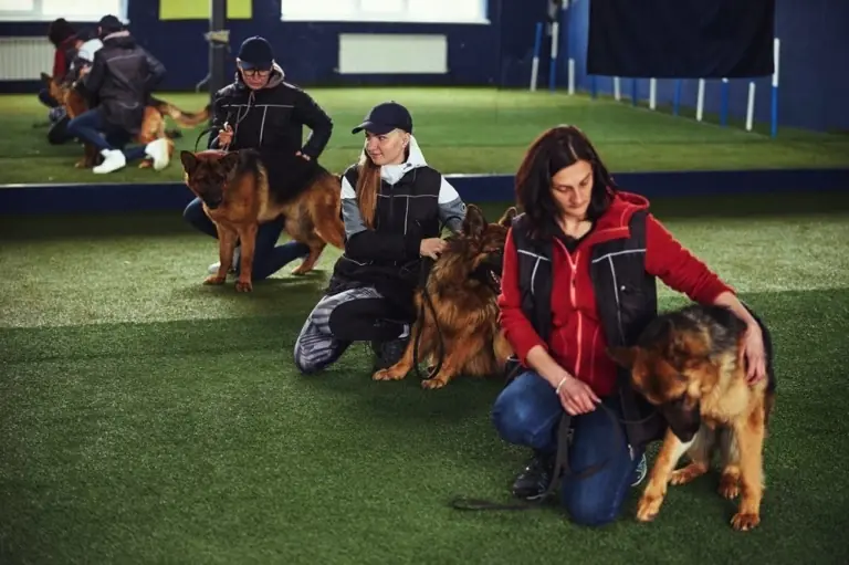 Comment devenir comportementaliste canin ?