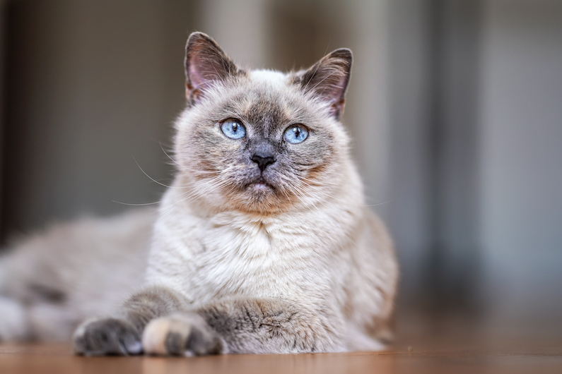 5 idées reçues sur les chats seniors 