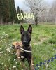 Farah