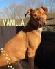 Vanilla