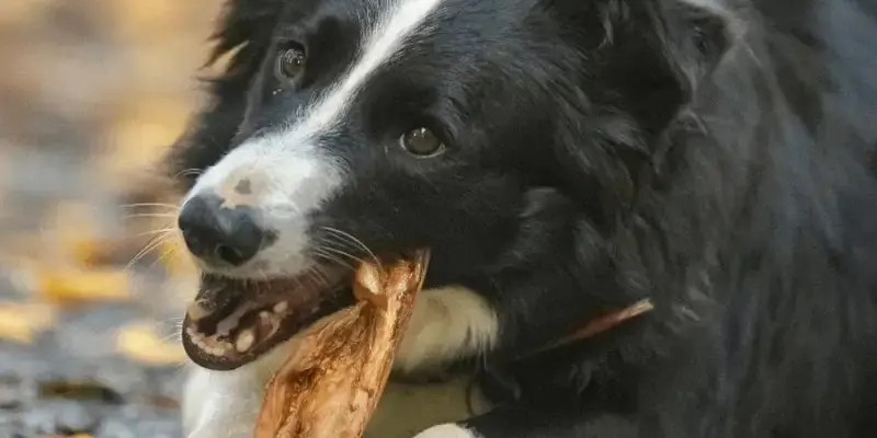 Comment occuper mon chien au quotidien ?