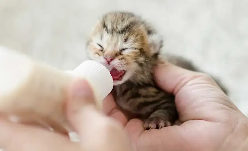 J’ai trouvé un chaton : que dois-je faire ?