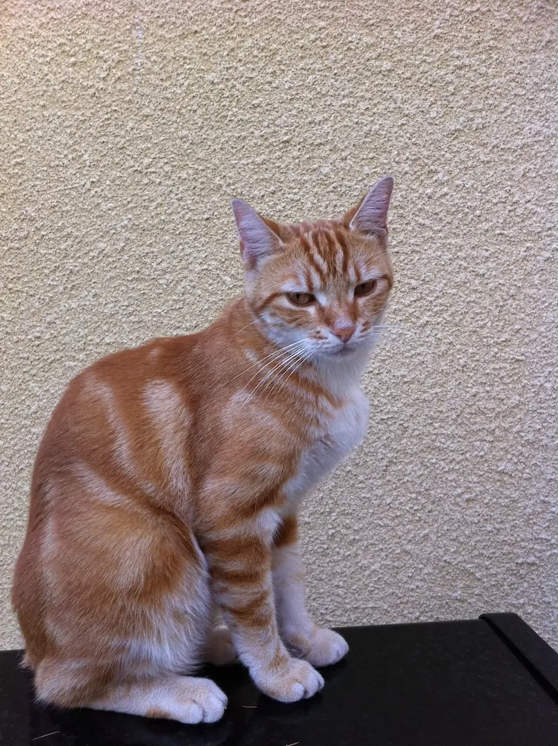 5 idées reçues sur les chats seniors 