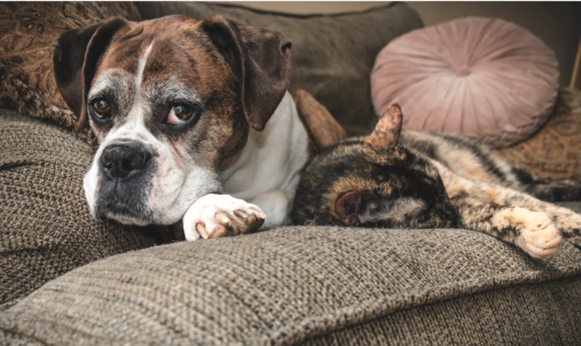 J’ai décidé d’adopter un chat ou un chien senior