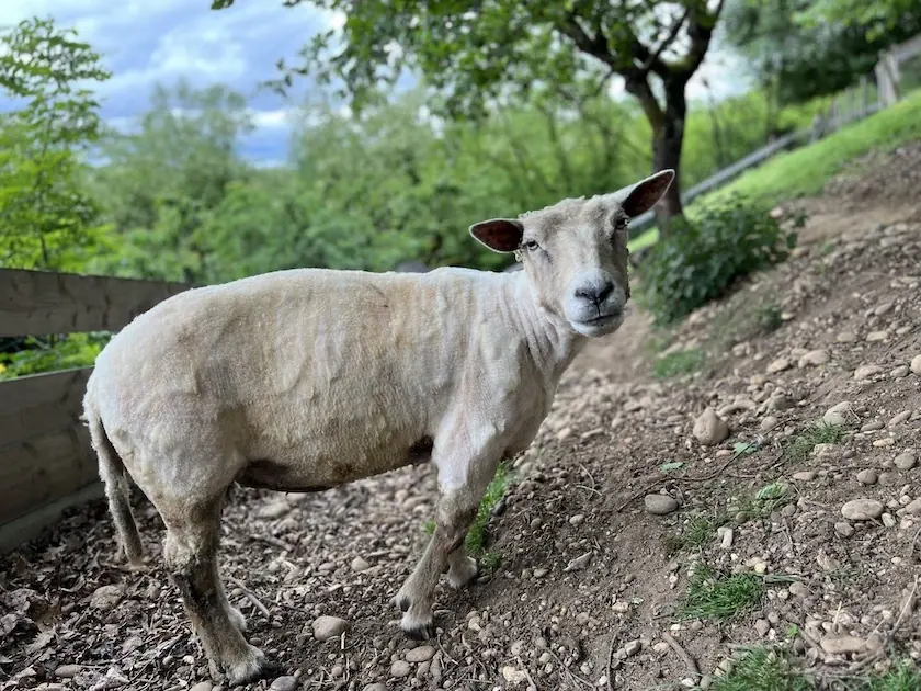 L’arthrose chez le mouton : que faire ?