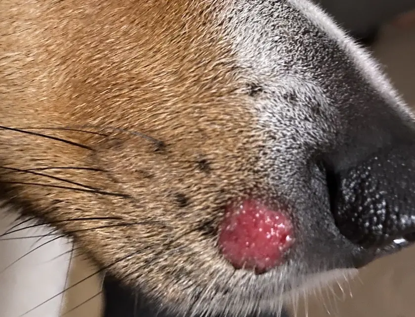 Mon chien a un bouton : s’agit-il d’un Histiocytome cutané ?