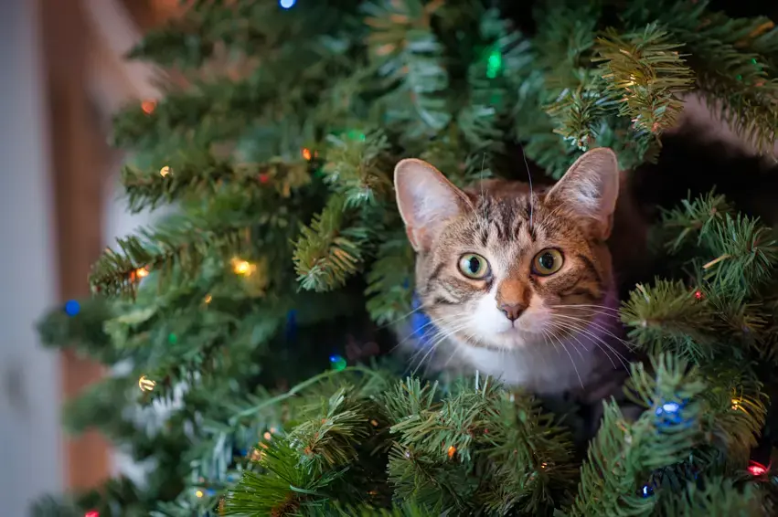 6 astuces pour protéger le sapin de Noël de votre chat