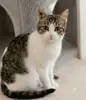 Perronnelle