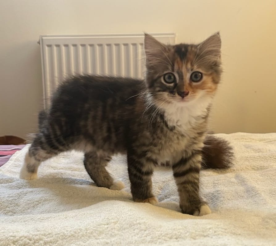 Adoption Nima