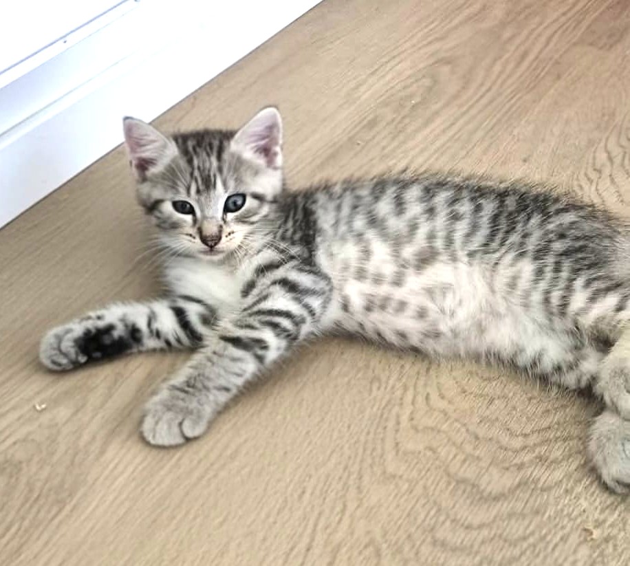 Adopter Milox