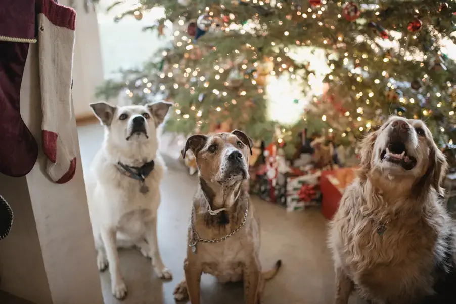 Noël : quels dangers pour vos animaux de compagnie ?