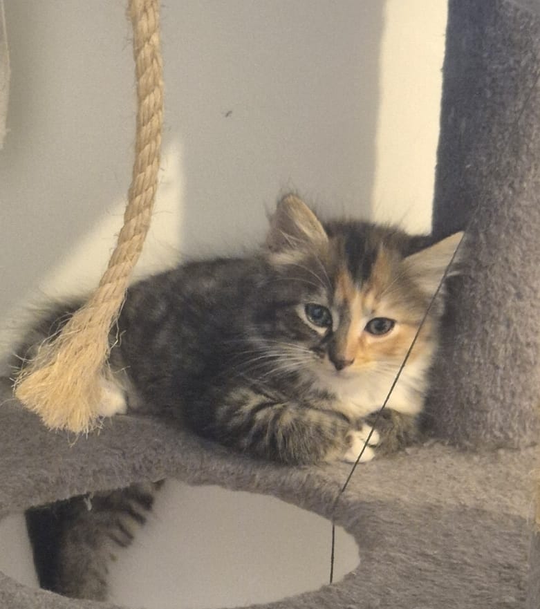Adopter Nima